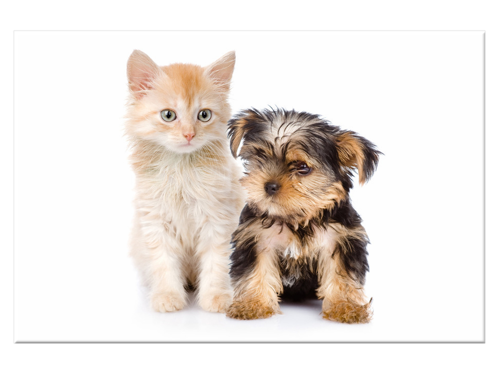 

Obraz Młody Yorkshire Terrier i kicia 120x80 Kot