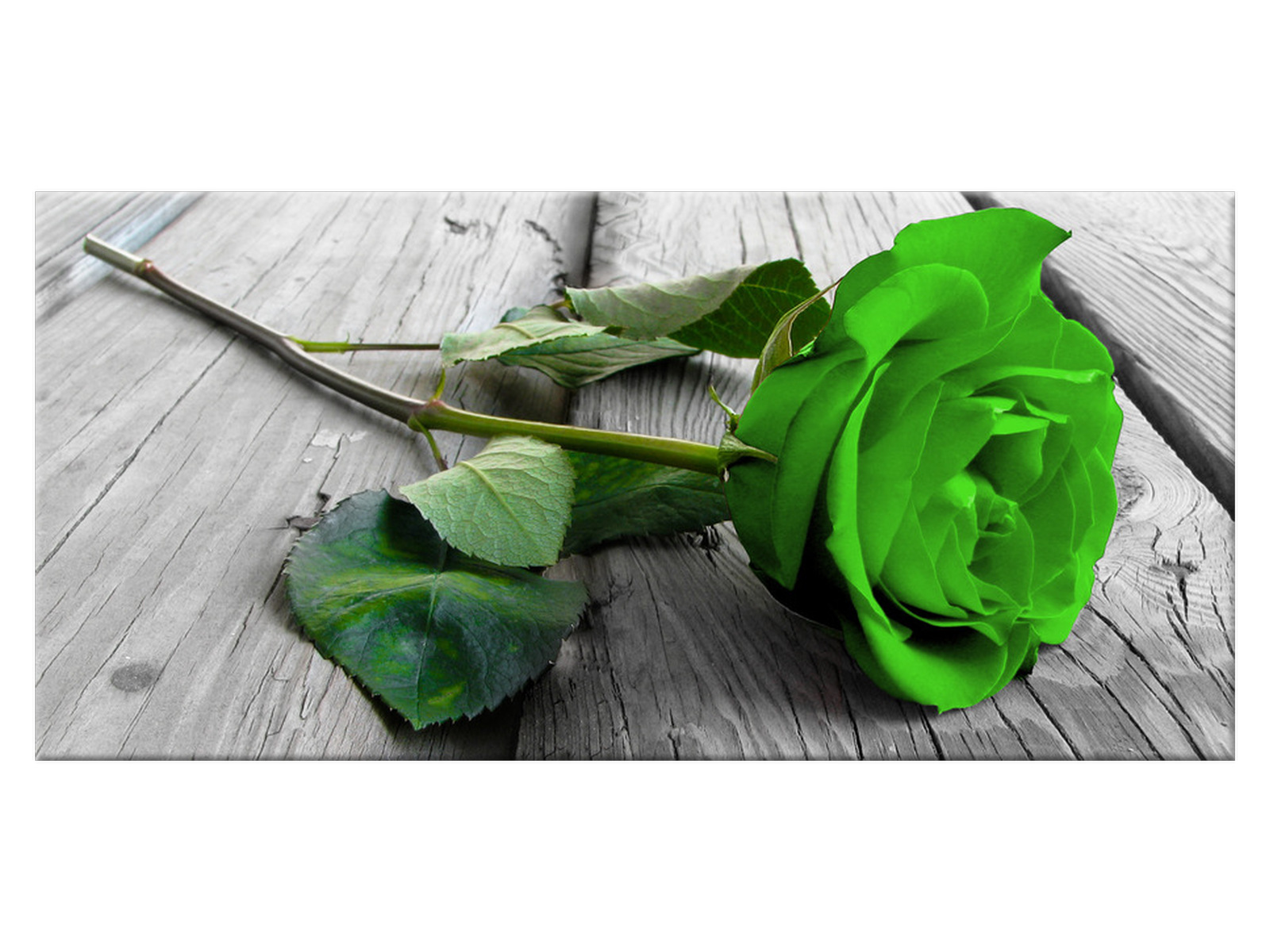 

Obraz Limonkowa róża na deskach 115x55 2187A_1AE