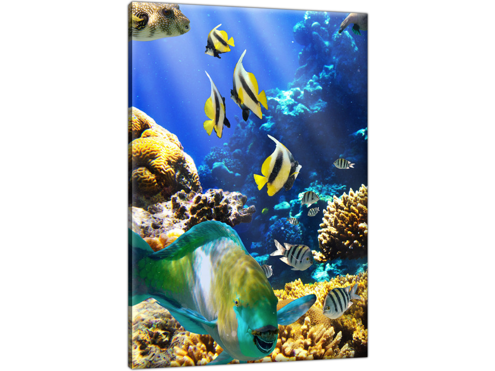 

Rafa koralowa Ocean Akwarium 50x70 Obraz na ścianę