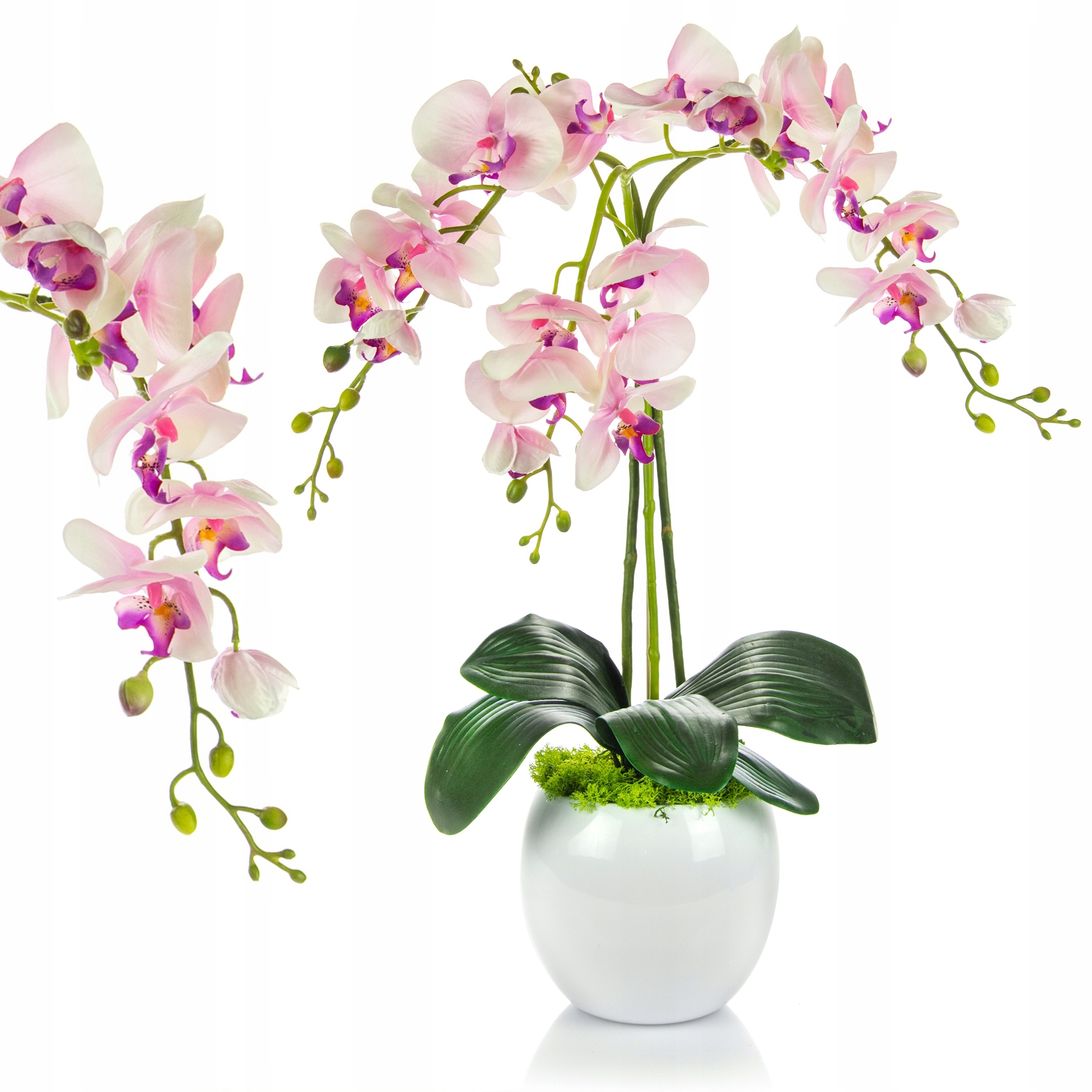 Купить орхидею в сочи. Фаленопсис Bloemfontein. Орхидея фаленопсис 1 ветка. Wellness фаленопсис.