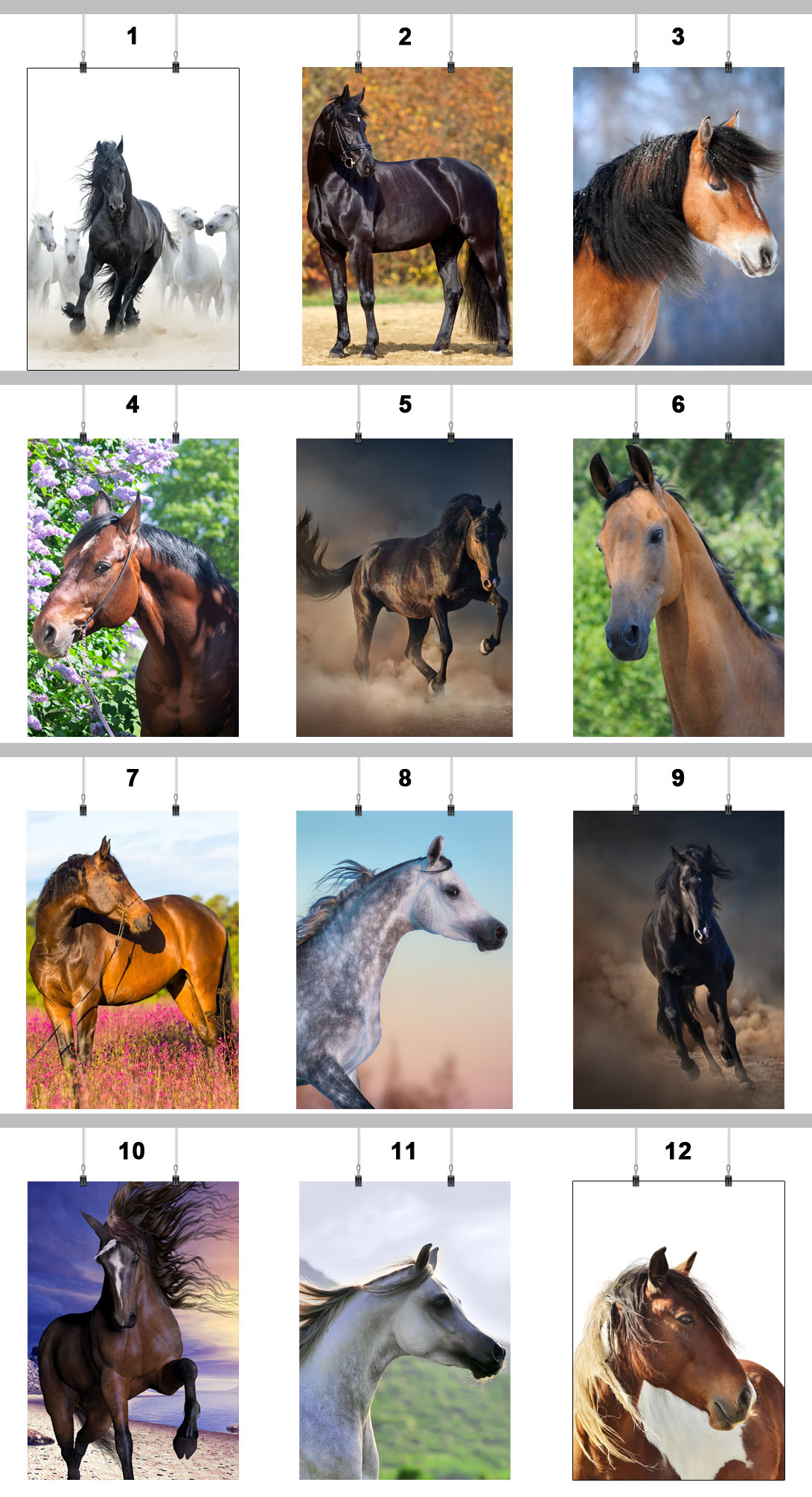 PLAKAT KONIE ZWIERZĘTA 90x60 CM 43 WZORY MATOWY Marka inna