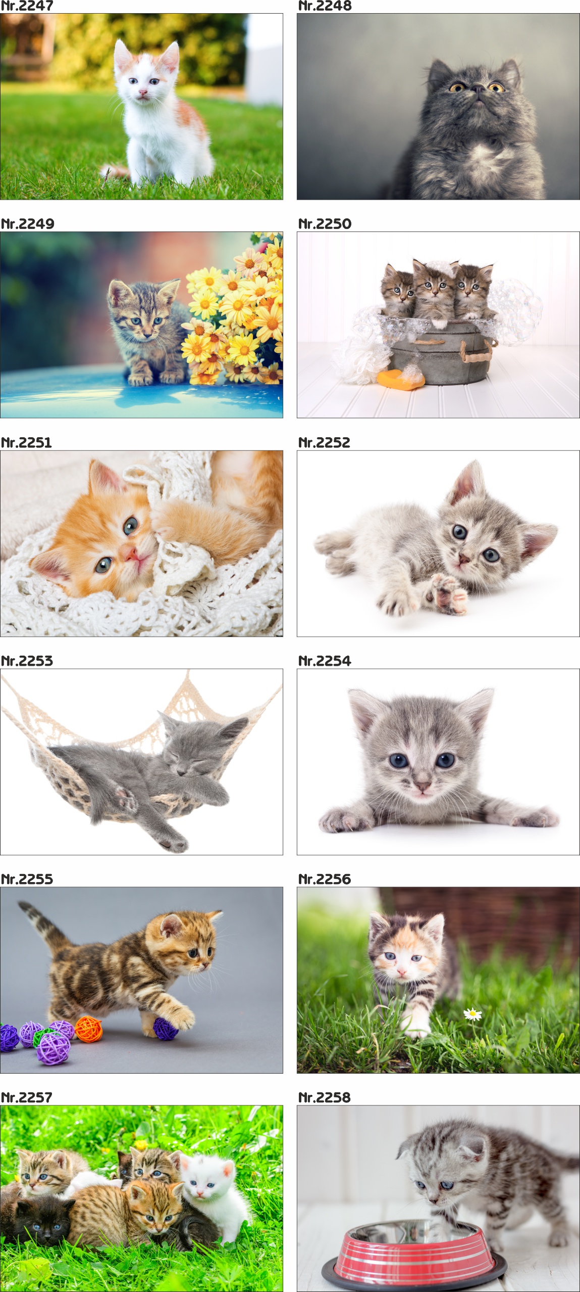 Plakat kot, koty,kotki, kociaki, kicie 40 x 30 cm Rodzaj bez ramy