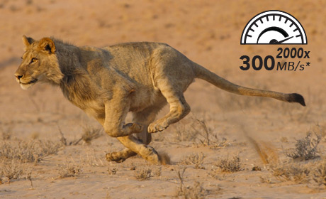 Lexar SDXC Professional 256GB 300MB/s UHS-II 2000x + czytnik Format karty SD