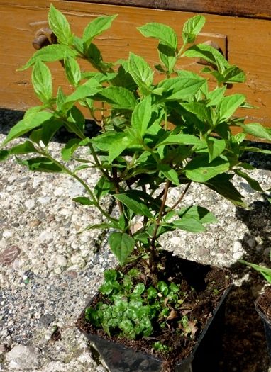 Hortensja SILVER DOLLAR dekoracyjna OBFICIE KWITNĄ EAN 5904172842107