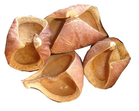 

Łuska Łupina Zawijas Naturalna Susz Egzotyczny 4SZ