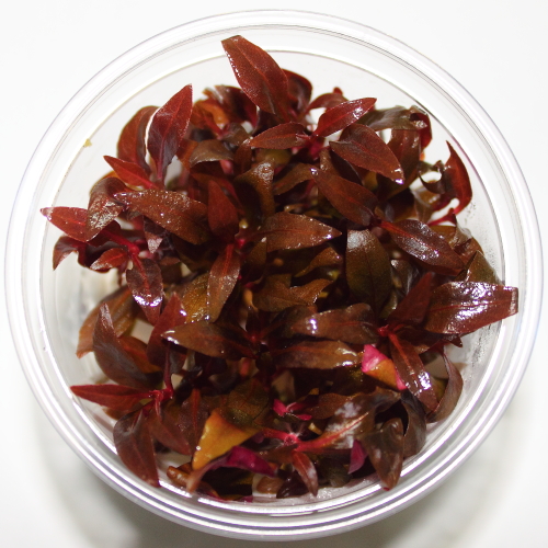 Alternanthera sp mini - In vitro - Saxon4