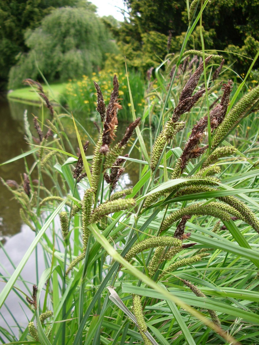 Turzyca brzegowa (Carex riparia) Sadzonki 50szt Rodzaj rośliny przybrzeżne