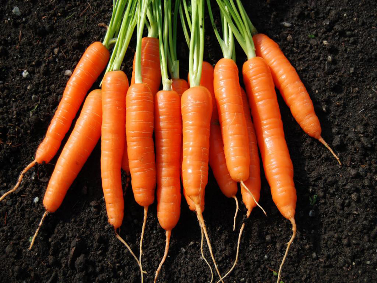 Морковка фото картинки