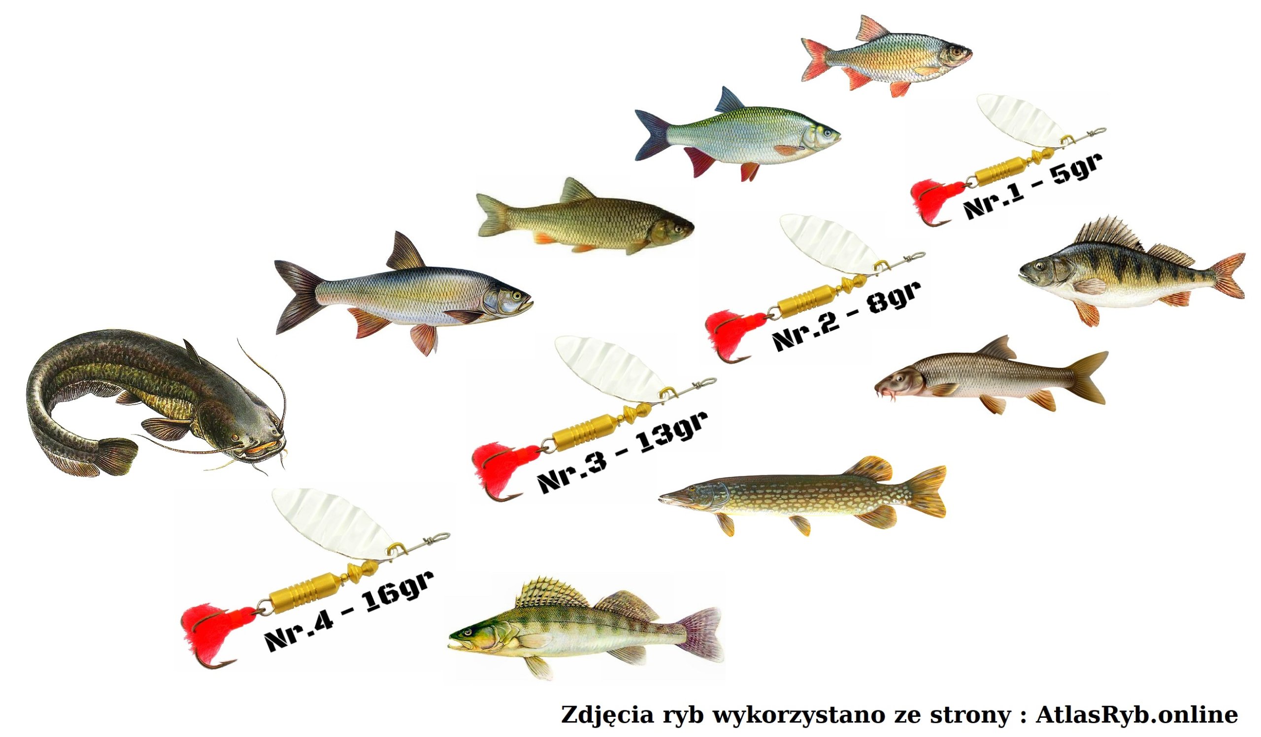 BŁYSTKA PERFEKT APACZ Nr.2 / 8 gr TIGER MULTICOLOR Rozmiar 2