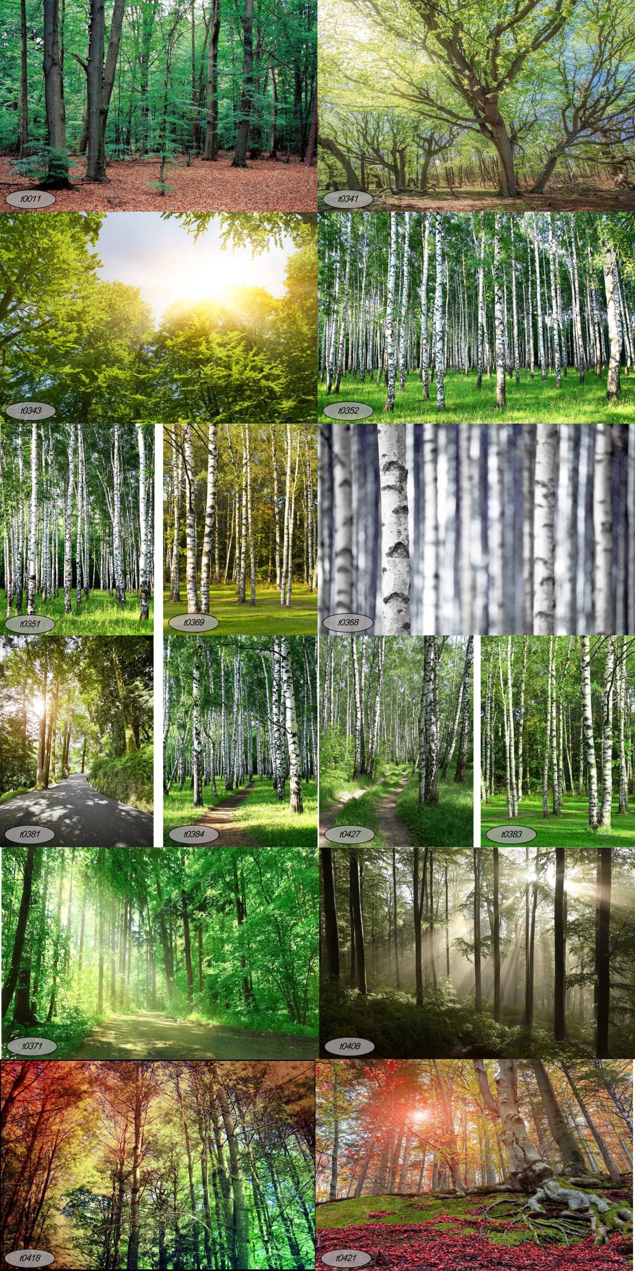 Fototapeta Papierowa Las, Drzewa Brzoza Na Wymiar Szerokość 1 cm