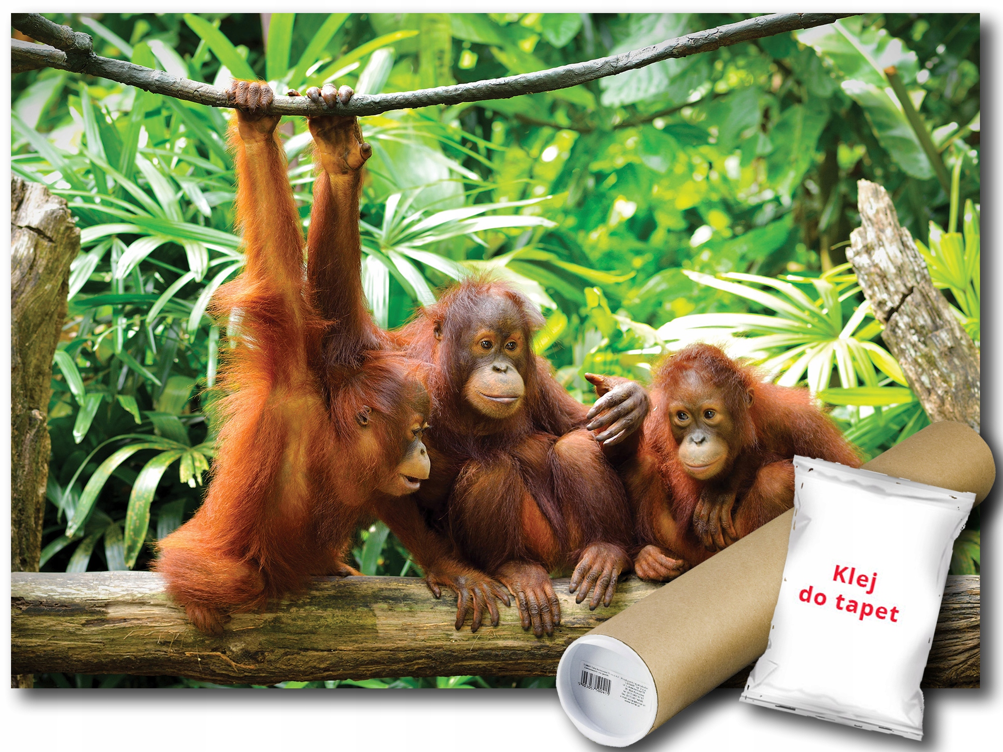 Fototapeta Opice 12C V8 368x254 F3577