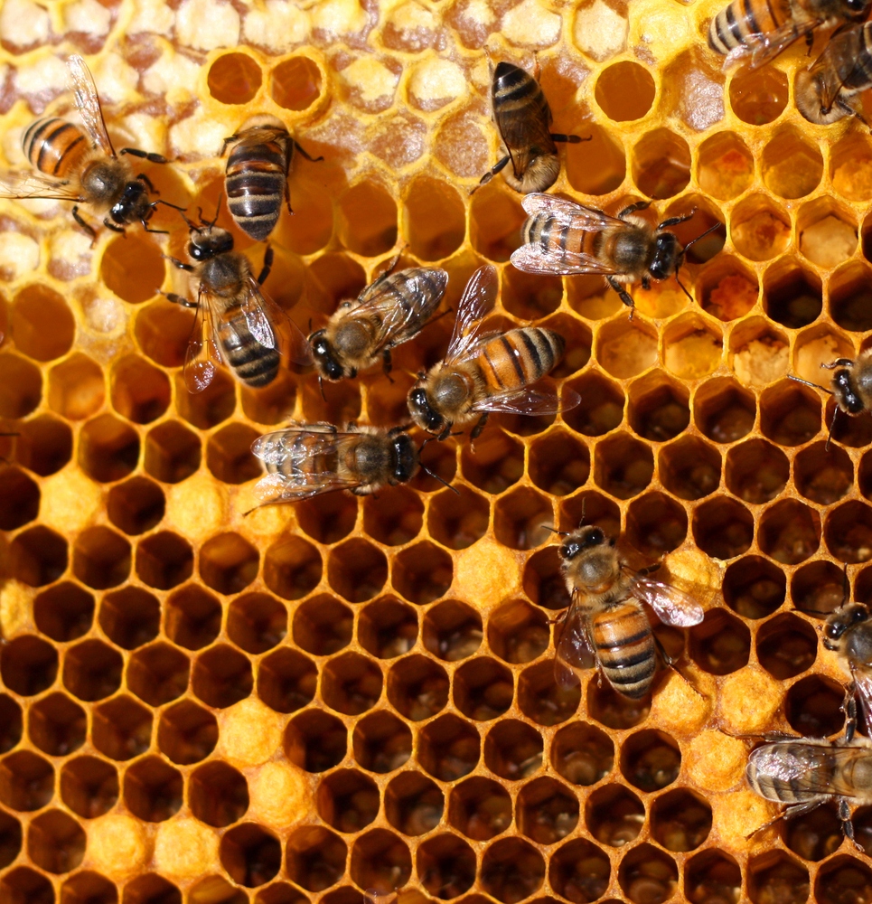 Пчелиная пыльца цветочная польский 1кг свежий бренд Vitafarm