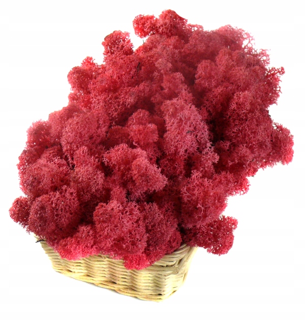 Mech ozdobny CHROBOTEK RENIFEROWY 50g Cyklamen Marka MyFlowers