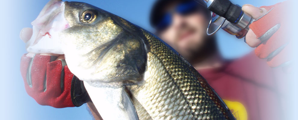 5 X DROP SHAD JASKÓŁKA 7,5 cm SUPER PRZYNĘTA EXO 4 Długość (cm) 7.5