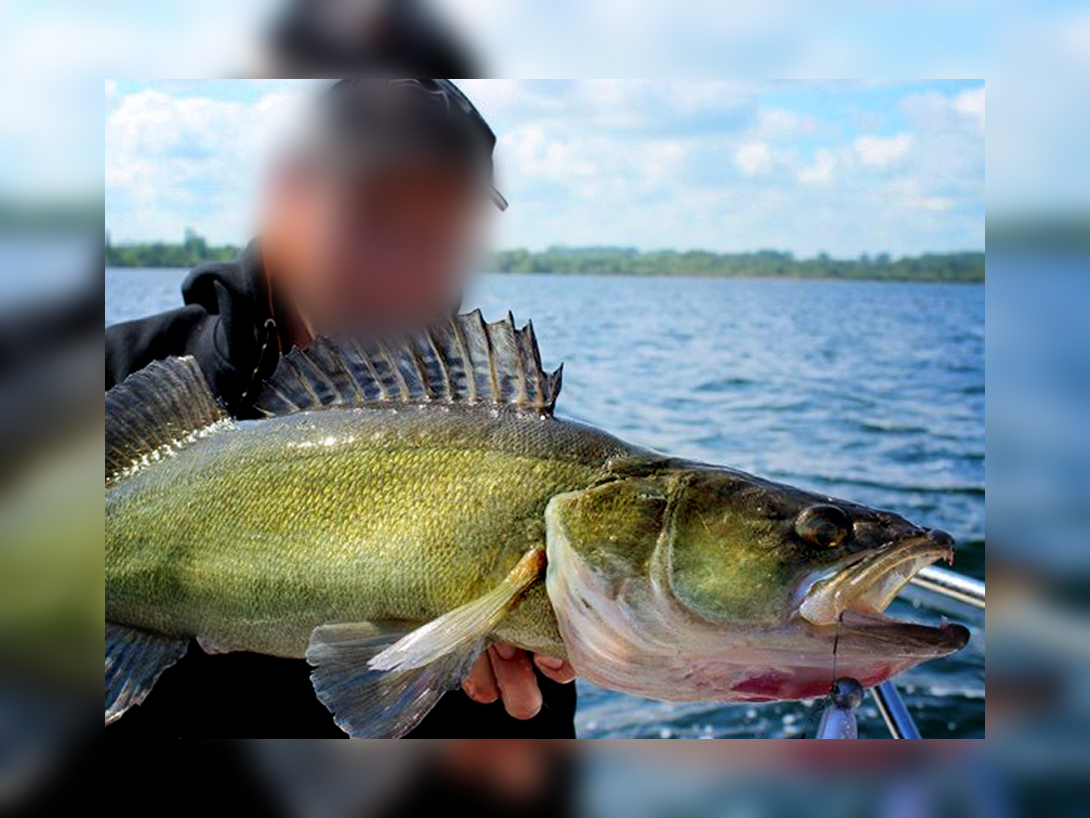 KOPYTO RIPPER GUMA MISTRALL DOMINATOR 8,5cm USA Model DOMINATOR