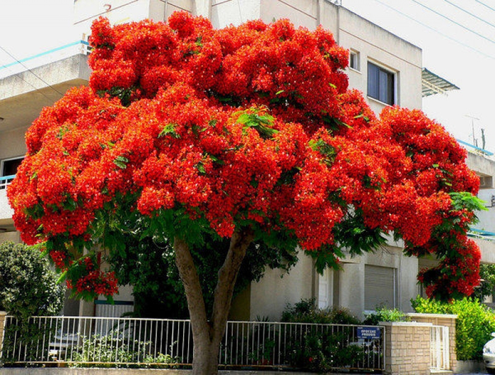 OHŇOVÝ STROM - DELONIX REGIA - 3 SEMENÁ