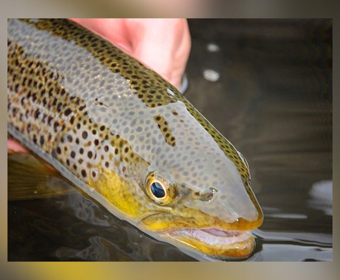 PODBIERAK MUCHOWY SPINNINGOWY MISTRALL 60cm Marka Mistrall