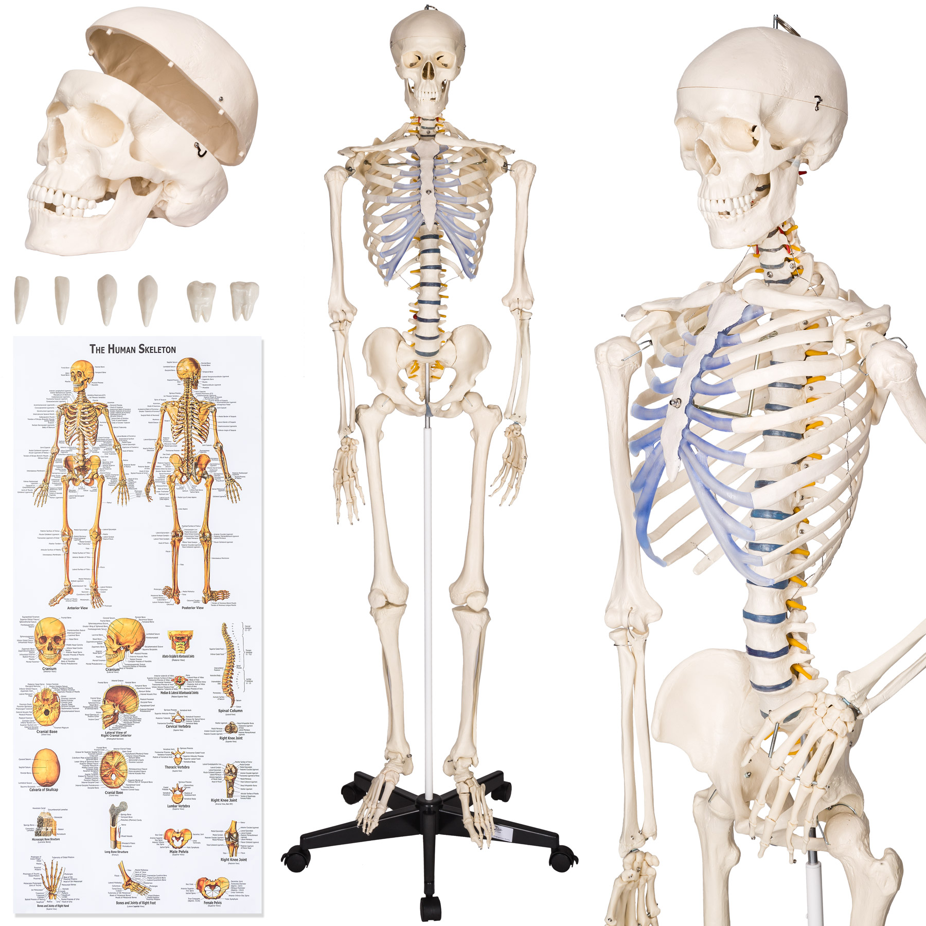 Szkielet Anatomiczny Ludzki Czlowieka Model 400502 8608348823 Allegro Pl