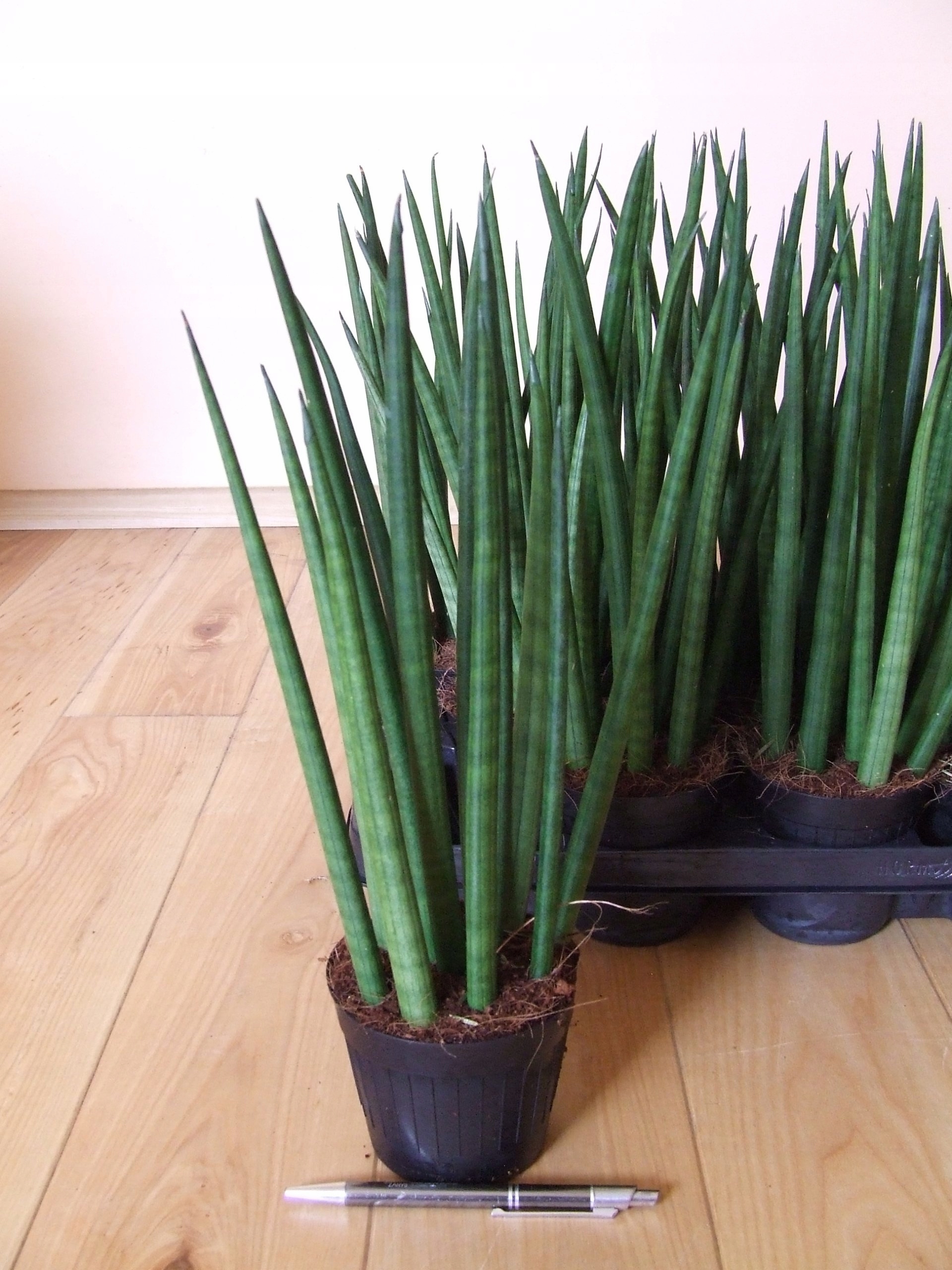 Sansevieria Bacularis Mikado Sansewieria WĘŻowni 7272466854 Oficjalne Archiwum Allegro 