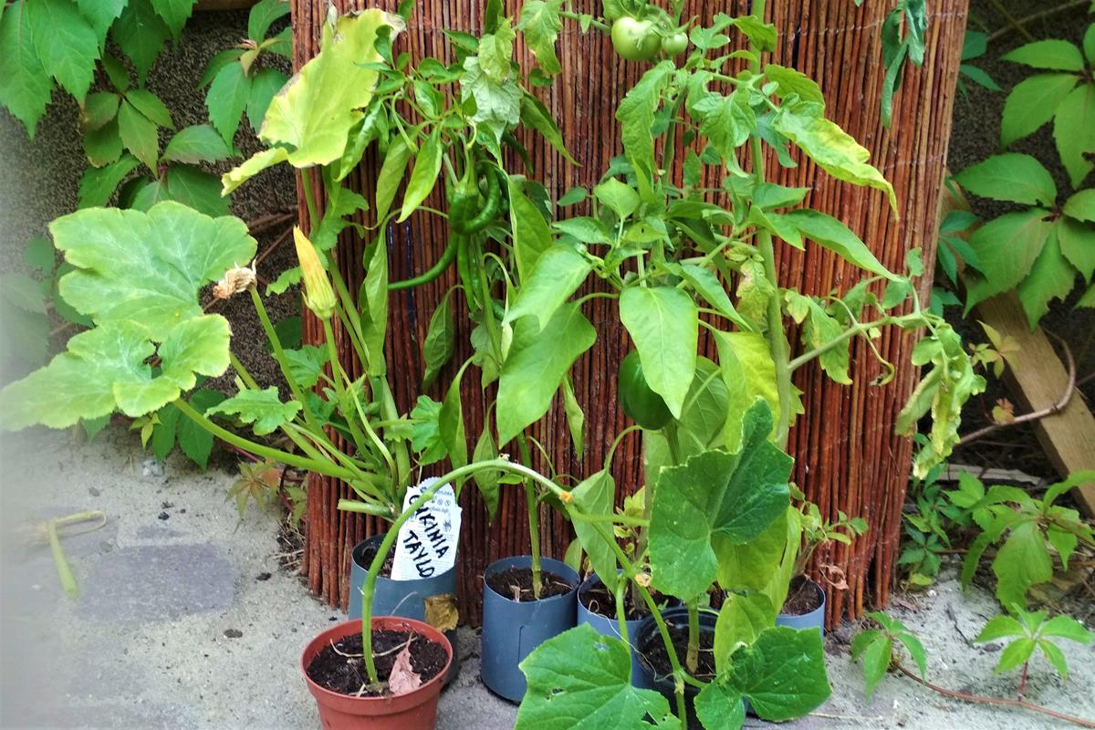 seedling