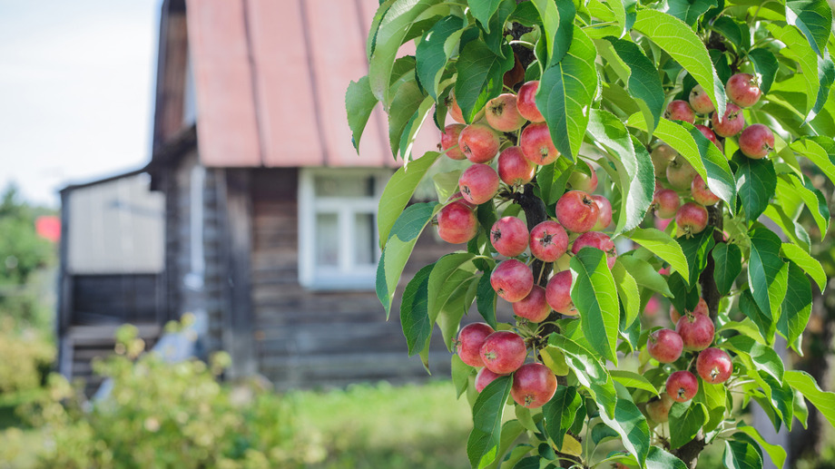 Drzewka owocowe kolumnowe – nowy trend w ogrodzie