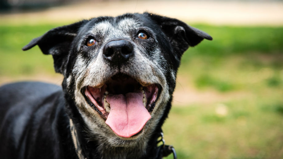 Dieta dla psa w podeszłym wieku Allegro.pl