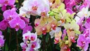 фото mini №3, Soil to orchids 1 orchids special lining compo santa 5l