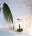 фото mini №3, Flowerpot glass sloj balloon left h42+ lid traffic jam