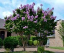 фото mini №15, Lagerstroemia indica color combination 20 seed