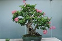 фото mini №13, Lagerstroemia indica color combination 20 seed