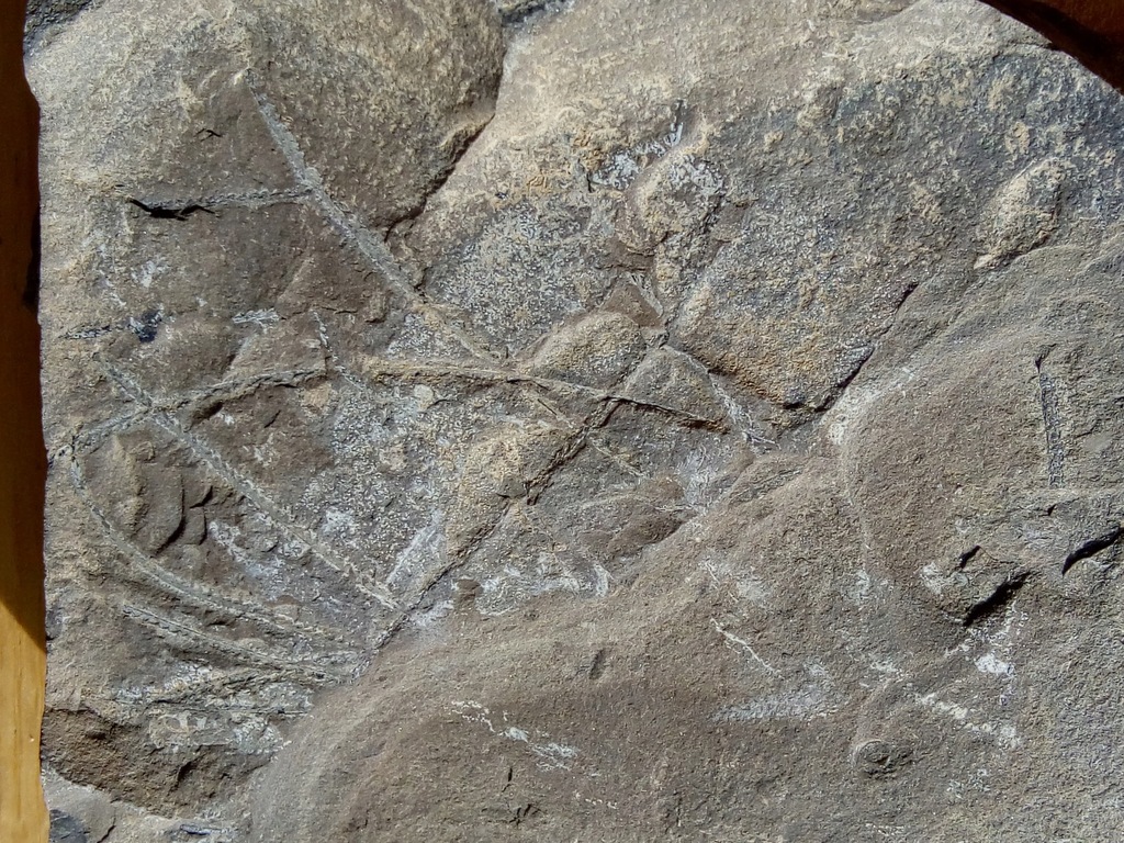 Sylurskie graptolity - dwustronny egzemplarz
