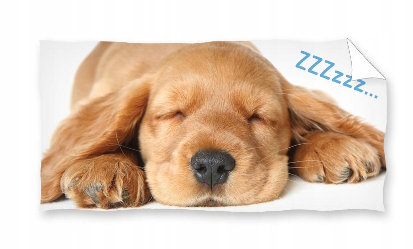 RĘCZNIK PLAŻOWY 70x140 PIESEK PIES COCKER SPANIEL