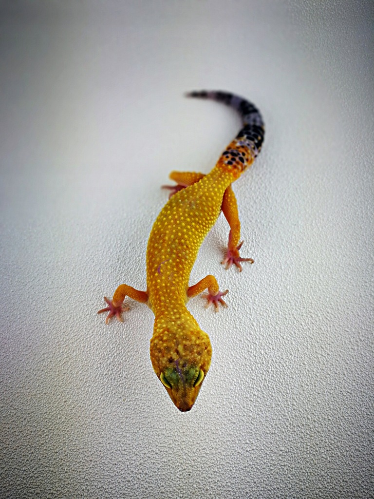 Gekon Lamparci samica Super Hypo