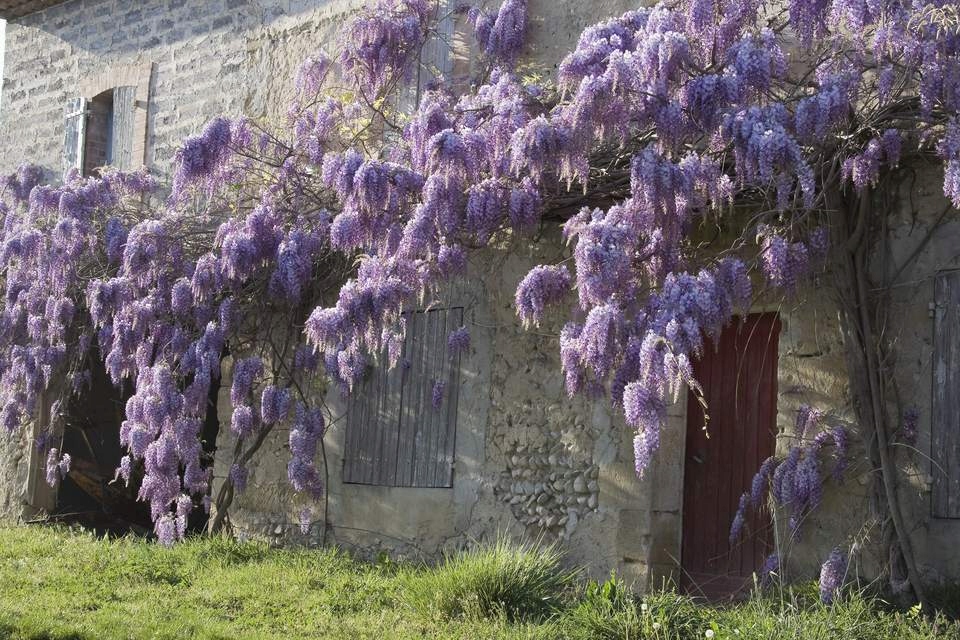 Wisteria, glicynia fioletowa duża sadzonka