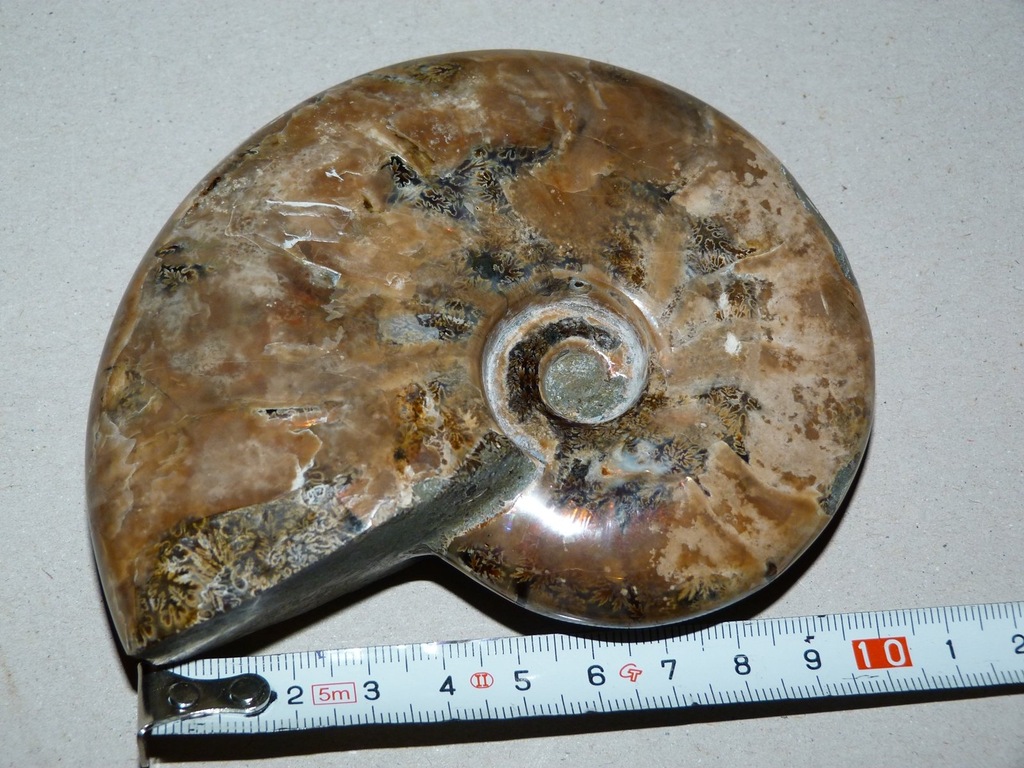 Amonit z madagaskaru-duży około 11cm
