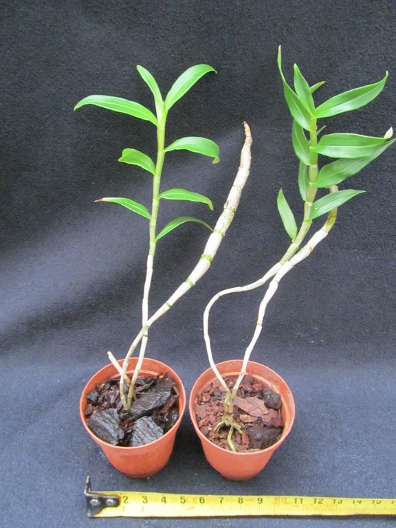 Dendrobium victoria-reginae (FS)