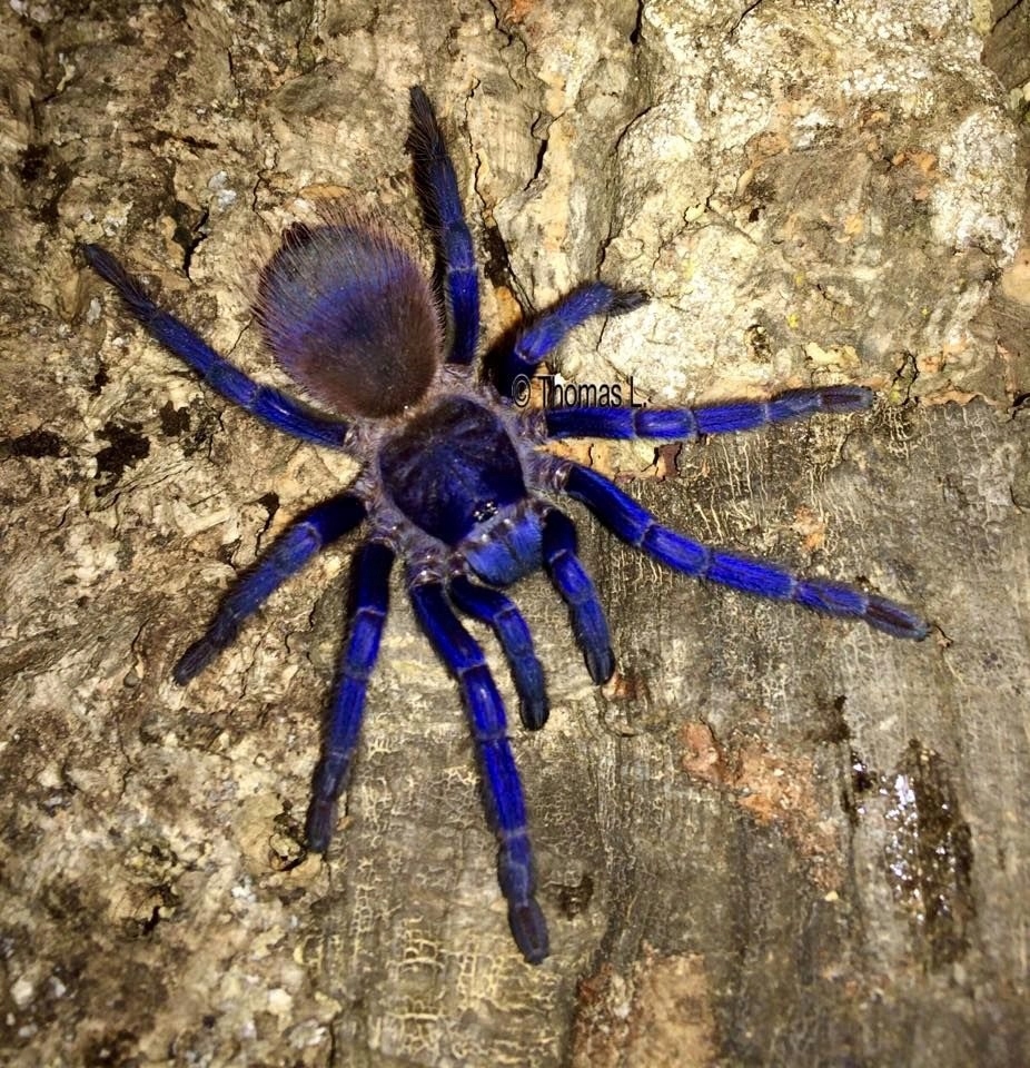 Pterinopelma sazimai L2/3 piękny błękitny ptasznik