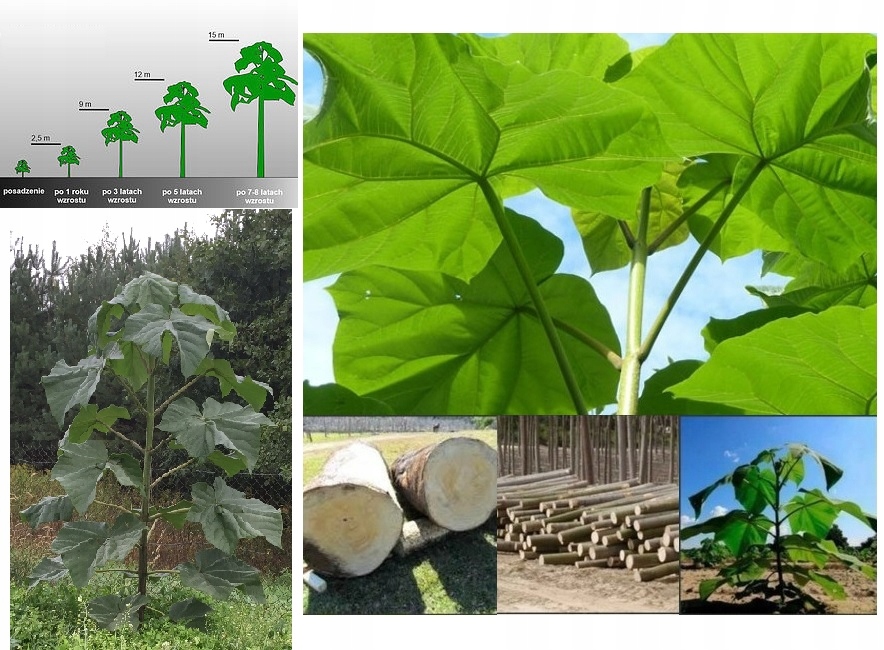 Drzewo szybko rosnące Paulownia 9501 oxytree