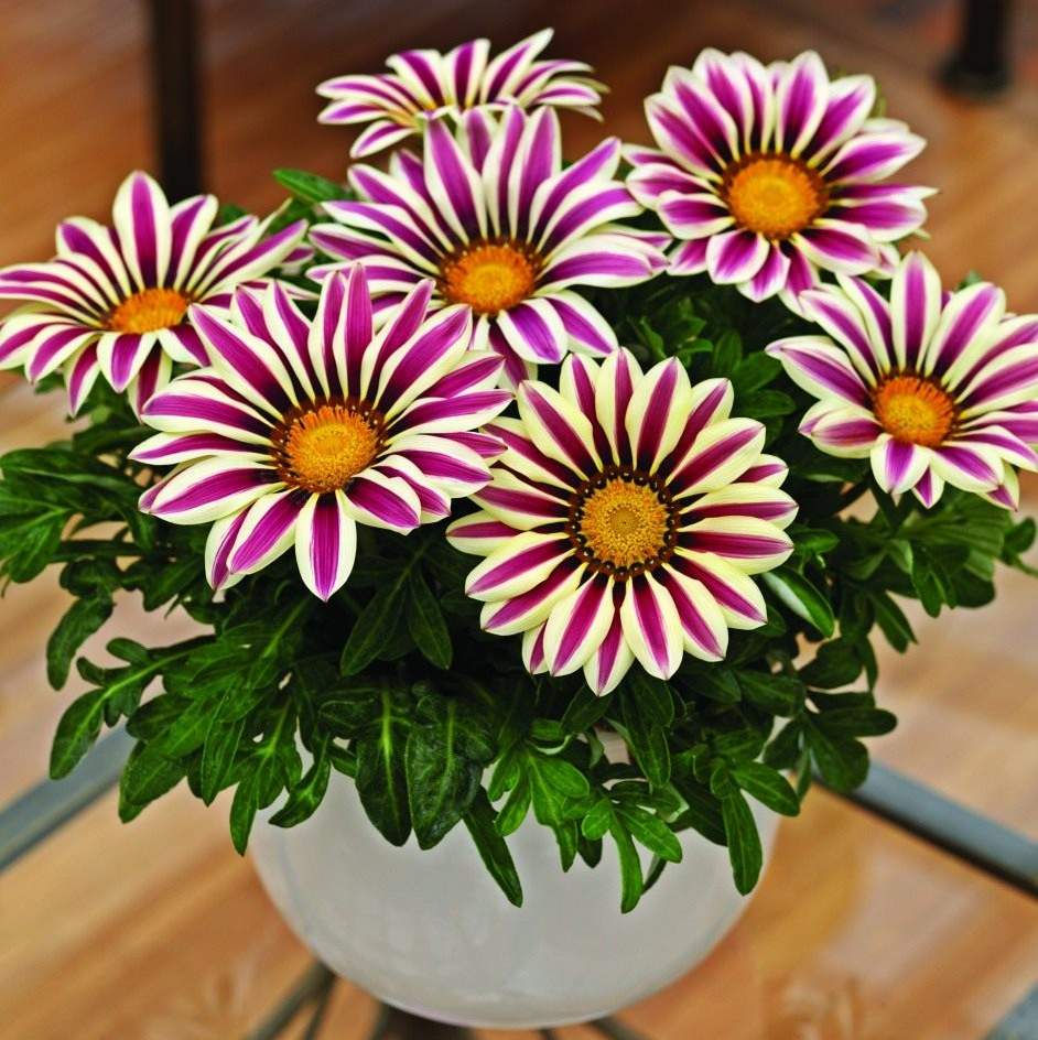 Gazania Cudne Kwiaty Otwarte W Dzien Zamkniete Noc 7135985987 Oficjalne Archiwum Allegro