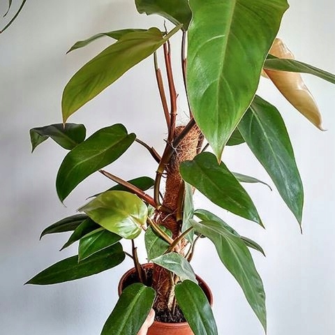 Filodendron czerwieniejący