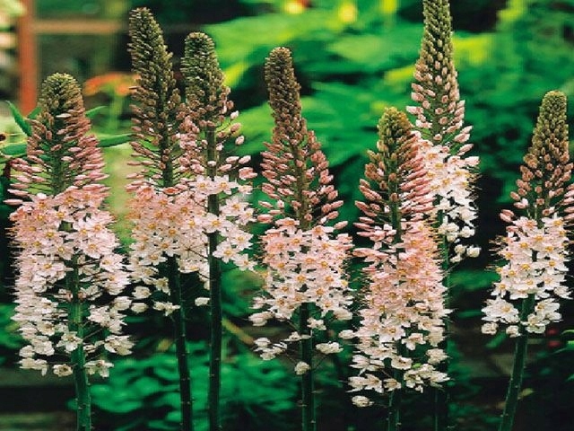 EREMURUS ROBUSTUS - PUSTYNNIK OLBRZYMI 1 SZT *B