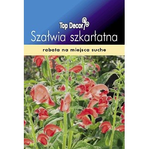 NASIONA KWIATÓW Szałwia teksańska czerwona 24h