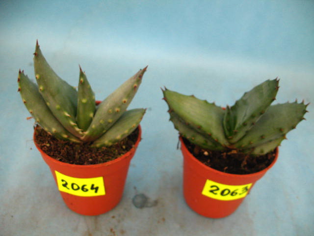 Kaktusy Aloe marlothii nr2064 don 5,5cm