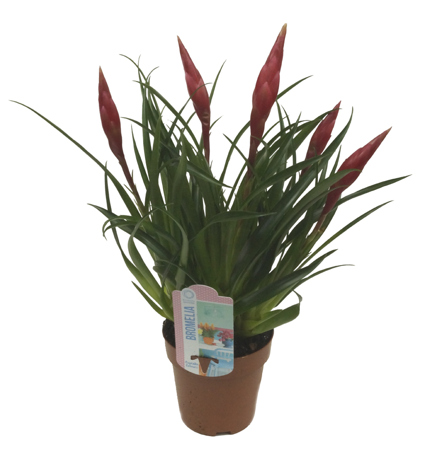 BROMELIA FRIZEA VRIESEA ASTRID EGZOTYCZNA ROŚLINA