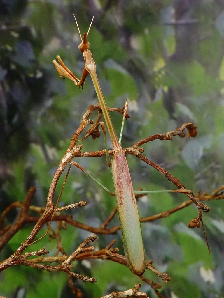 Idolomorpha lateralis L2-3 Różowa Modliszka