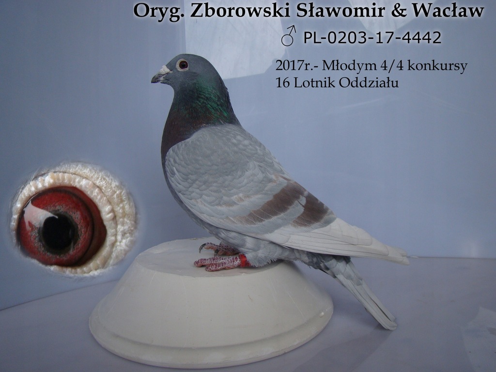 Oryg Zborowski Slawomir Waclaw Wnuk Ramsesa 7749998391 Oficjalne Archiwum Allegro