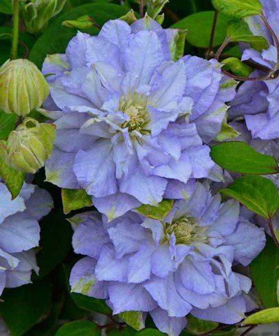 Clematis 'Diamond Ball' - Powojnik PEŁNY !