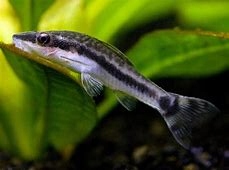 Otosek (Otocinklus przyujściowy) Cetarius