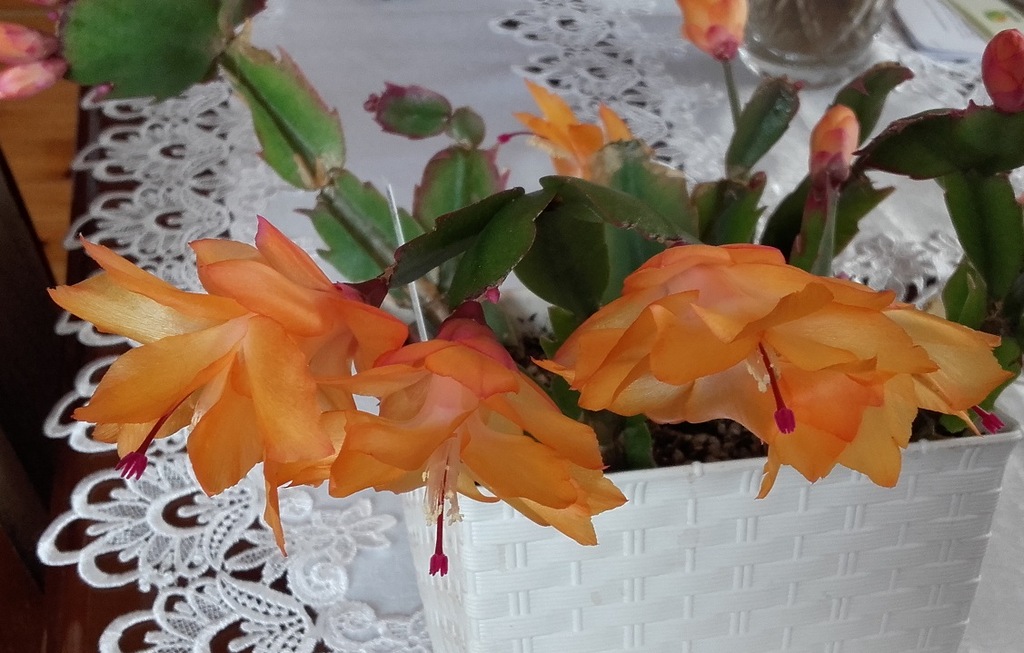SCHLUMBERGERA BRUXAS ### GRUDNIK EPIPHYLLU