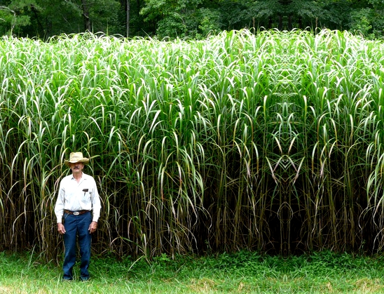 MISKANT GIGANTEUS OGROMNY NAJWYŻSZA TRAWA GIGANT
